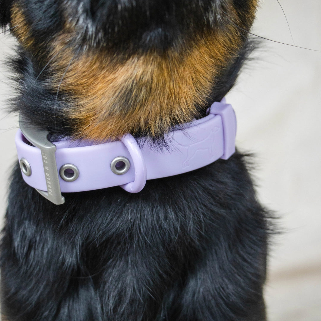 Solace Weatherproof Dog Collar- Model #7333