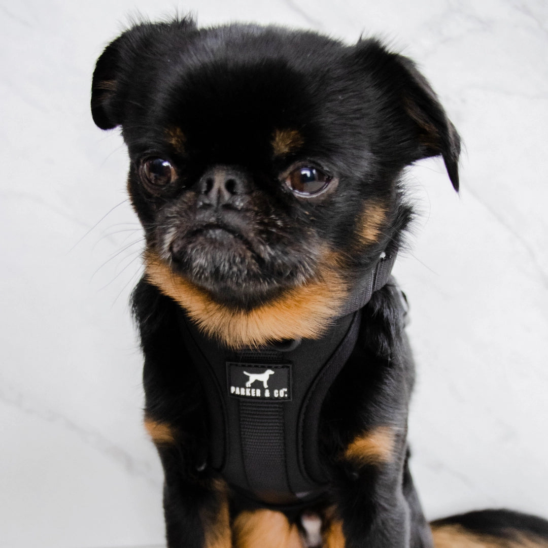 The Solace Adjustable Dog Harness- Model #7219