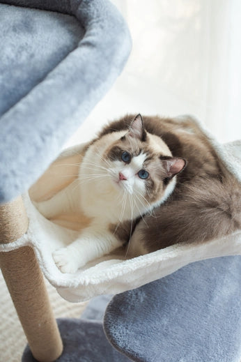 Oak 3-Level Cat Tree with Hammock, Perch, and Toy- Model CT210197
