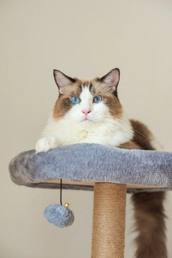 Oak 3-Level Cat Tree with Hammock, Perch, and Toy- Model CT210197