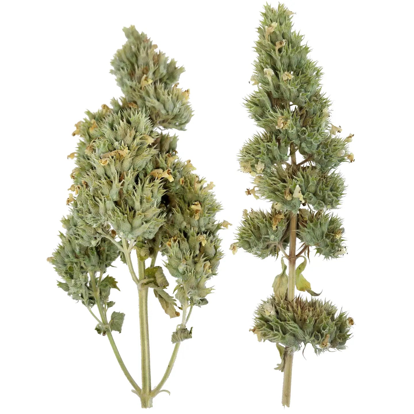 Catnip Buds- Model #859442005001